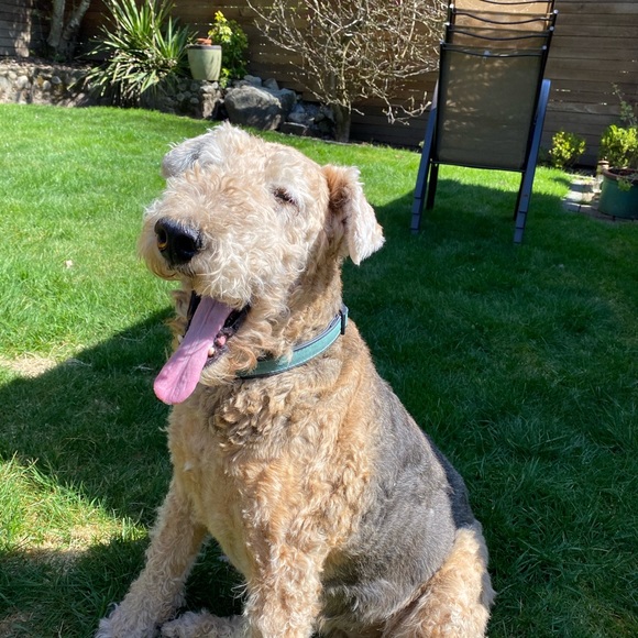 Meet your Posher, Amelia - Picture 1 of 1